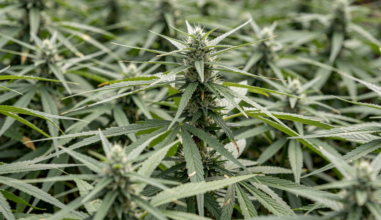 Quatrième plan : un seuil chiffré sépare les deux régimes : Cannabis vs CBD : comprendre les différences